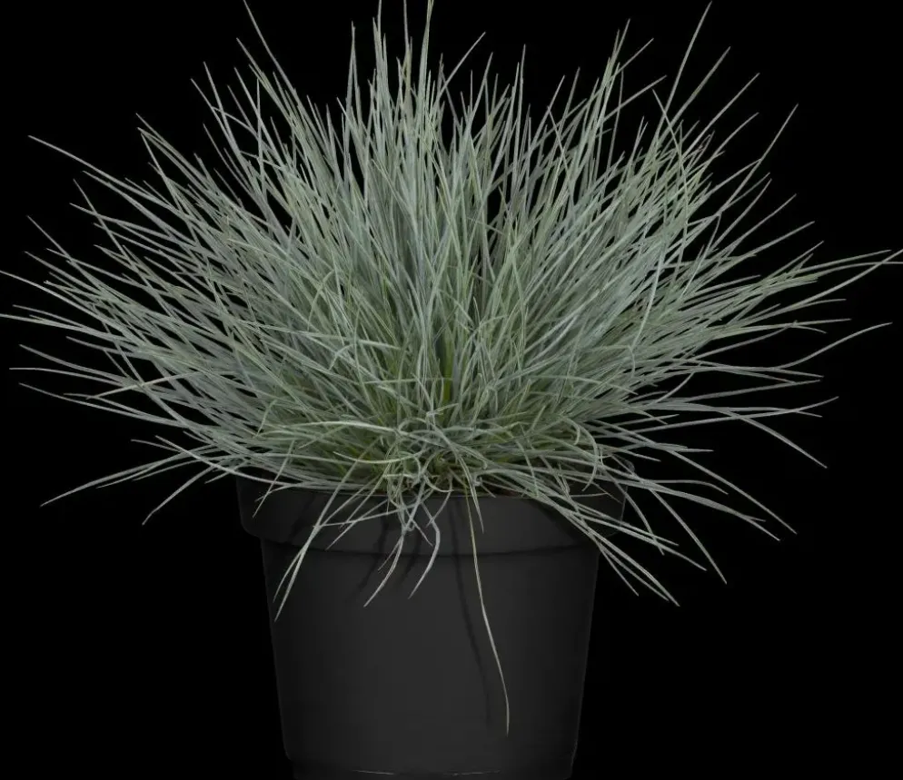 Festuca glauca 'Intense Blue' (Blauw schapen-, Of, Zwenk-gras) 30cm