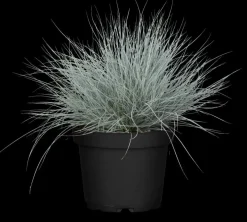 Festuca glauca 'Intense Blue' (Blauw schapen-, Of, Zwenk-gras) 30cm