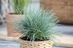 Festuca glauca 'Intense Blue' (Blauw schapen-, Of, Zwenk-gras) 30cm