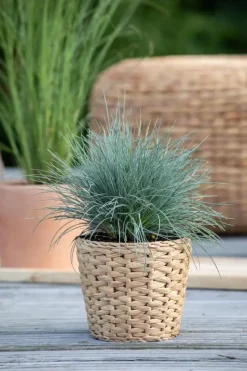 Festuca glauca 'Intense Blue' (Blauw schapen-, Of, Zwenk-gras) 30cm