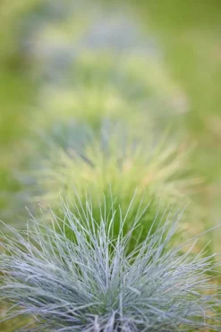Festuca glauca 'Intense Blue' (Blauw schapen-, Of, Zwenk-gras) 30cm