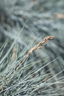 Festuca glauca 'Intense Blue' (Blauw schapen-, Of, Zwenk-gras) 30cm