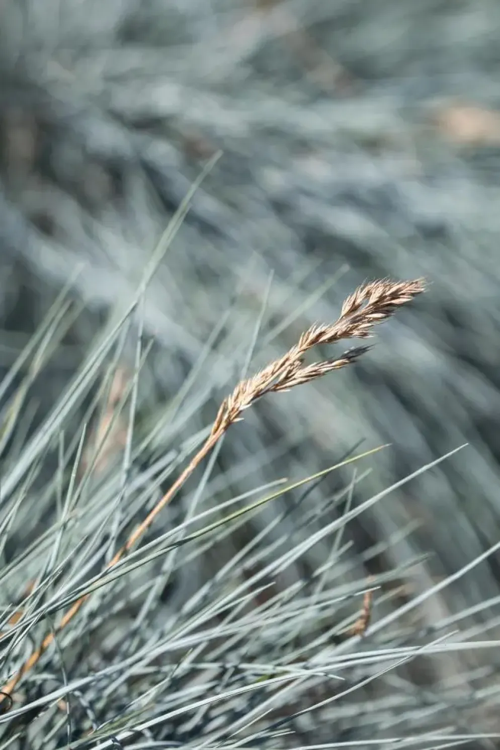 Festuca glauca 'Intense Blue' (Blauw schapen-, Of, Zwenk-gras) 30cm
