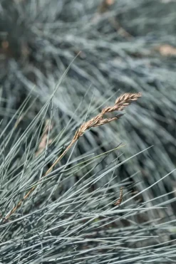 Festuca glauca 'Intense Blue' (Blauw schapen-, Of, Zwenk-gras) 30cm