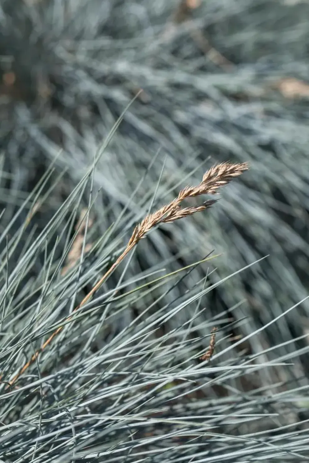Festuca glauca 'Intense Blue' (Blauw schapen-, Of, Zwenk-gras) 30cm
