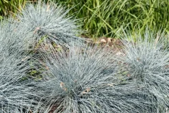 Festuca glauca 'Intense Blue' (Blauw schapen-, Of, Zwenk-gras) 30cm