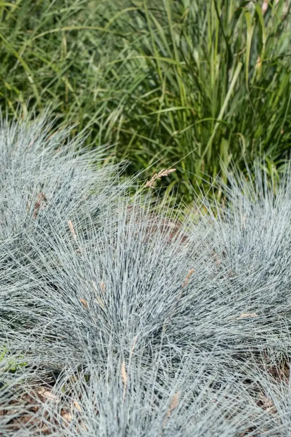 Festuca glauca 'Intense Blue' (Blauw schapen-, Of, Zwenk-gras) 30cm