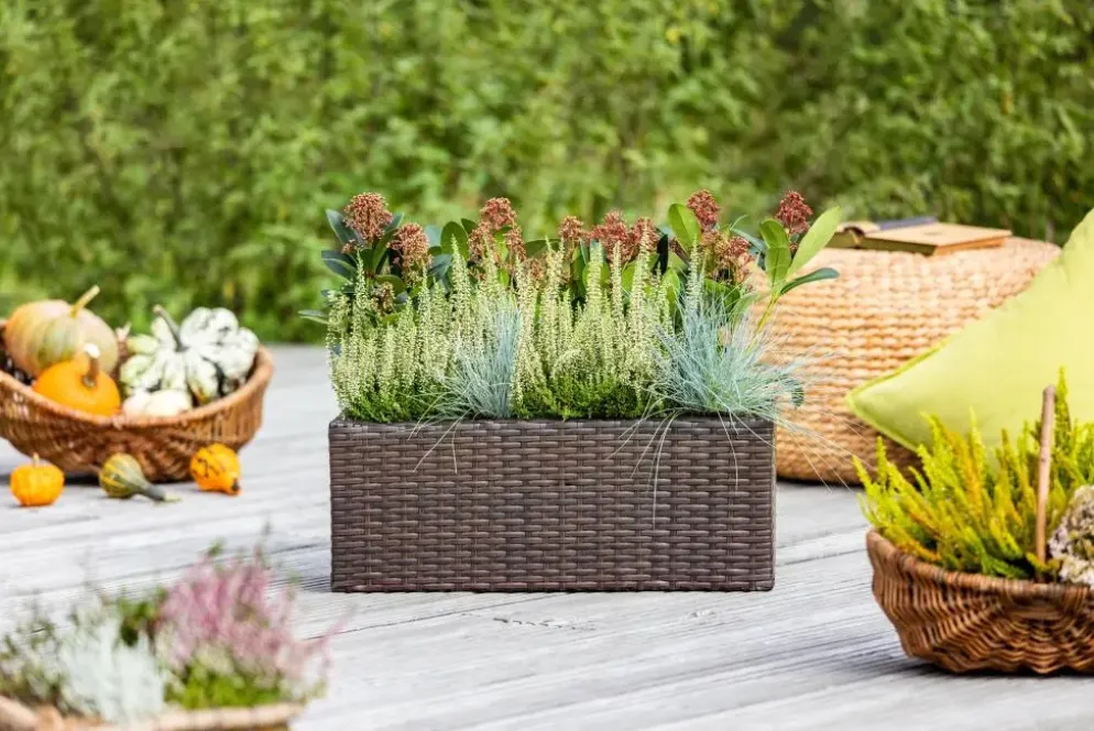 Festuca glauca 'Intense Blue' (Blauw schapen-, Of, Zwenk-gras) 30cm
