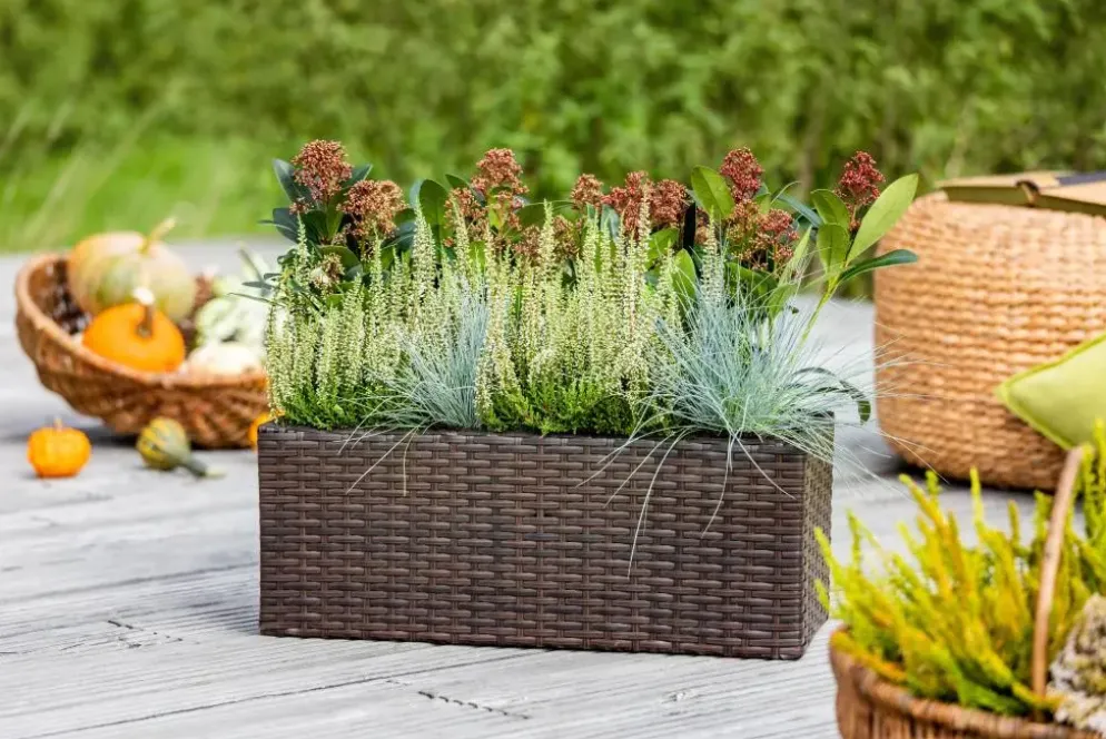 Festuca glauca 'Intense Blue' (Blauw schapen-, Of, Zwenk-gras) 30cm
