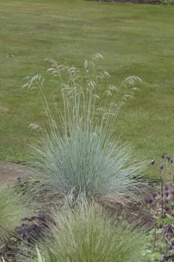 Festuca glauca 'Intense Blue' (Blauw schapen-, Of, Zwenk-gras) 30cm