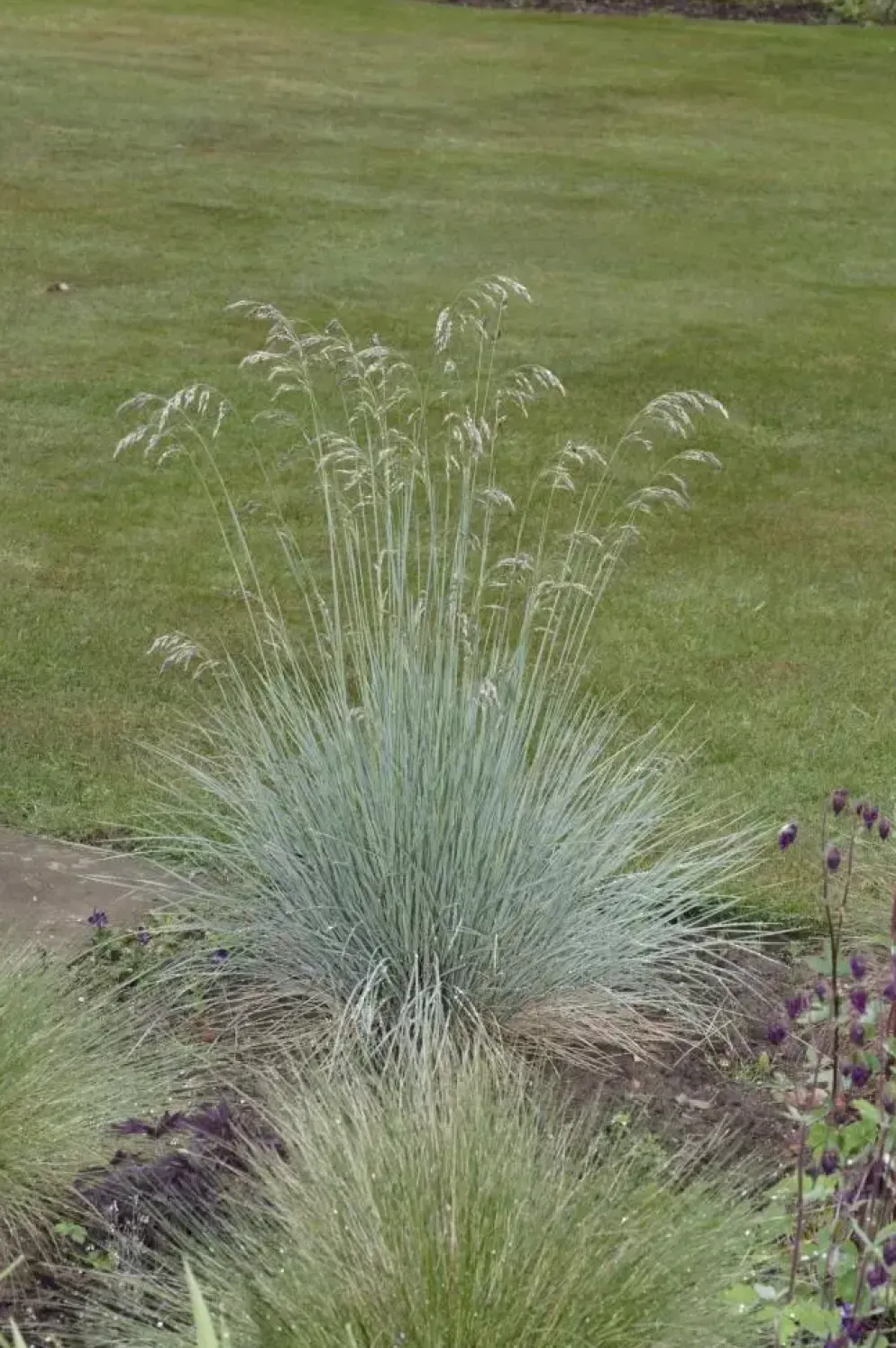 Festuca glauca 'Intense Blue' (Blauw schapen-, Of, Zwenk-gras) 30cm