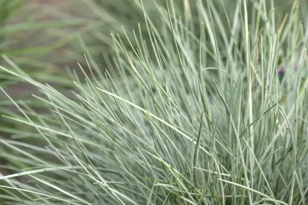Festuca glauca 'Intense Blue' (Blauw schapen-, Of, Zwenk-gras) 30cm