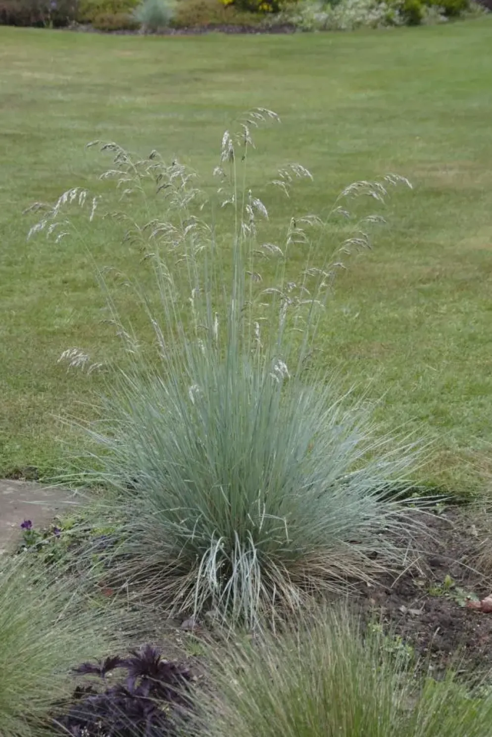 Festuca glauca 'Intense Blue' (Blauw schapen-, Of, Zwenk-gras) 30cm
