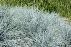 Festuca glauca 'Intense Blue' (Blauw schapen-, Of, Zwenk-gras) 30cm