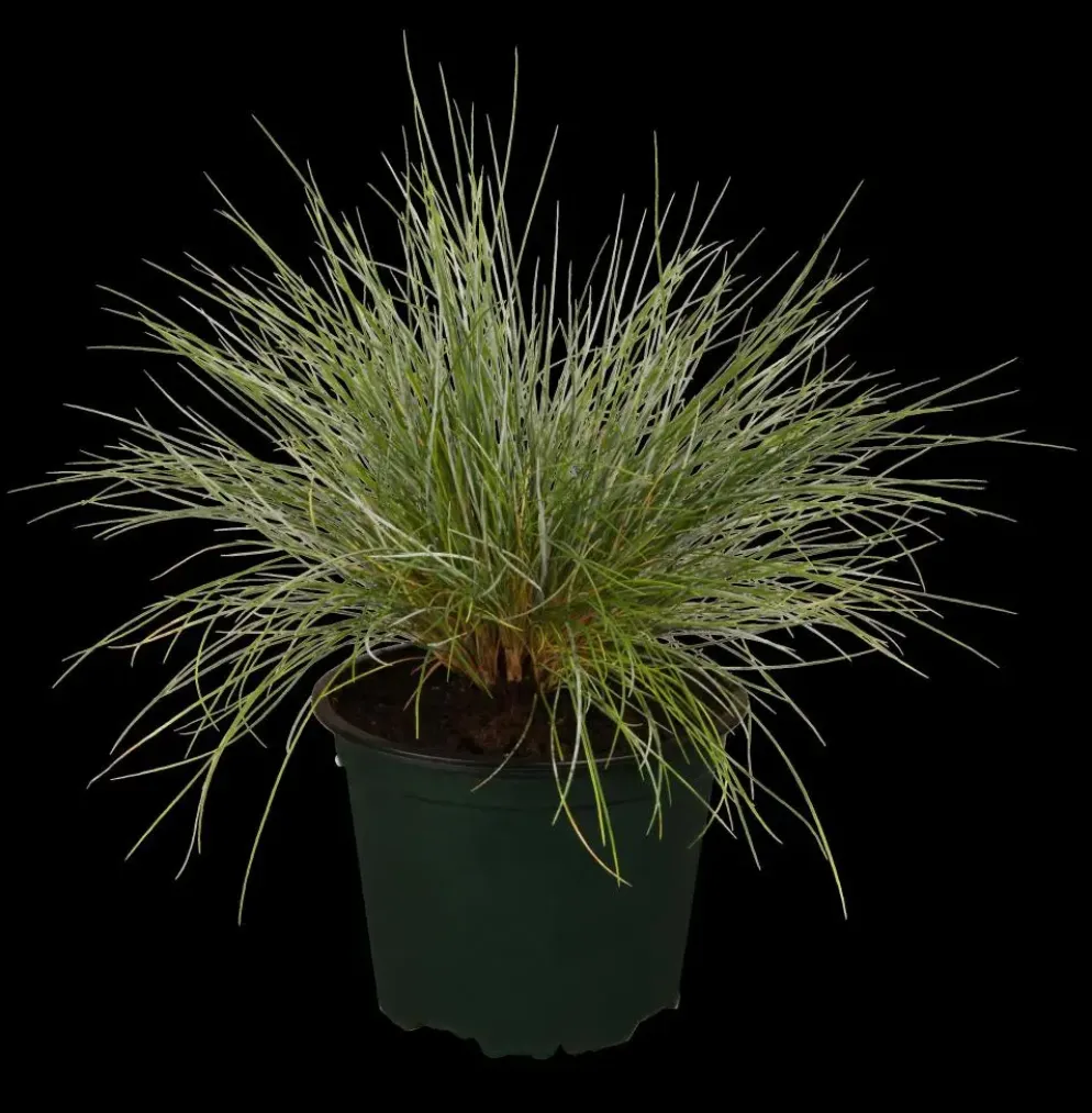 Festuca glauca 'Intense Blue' (Blauw schapen-, Of, Zwenk-gras) 30cm