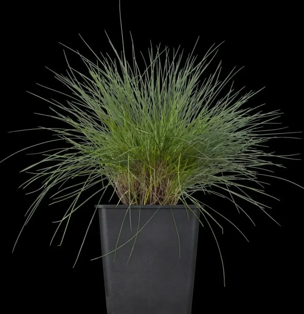 Festuca glauca 'Intense Blue' (Blauw schapen-, Of, Zwenk-gras) 30cm