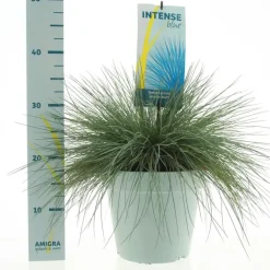 Festuca glauca 'Intense Blue' (Blauw schapen-, Of, Zwenk-gras) 40cm
