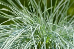Festuca glauca 'Intense Blue' (Blauw schapen-, Of, Zwenk-gras) 40cm
