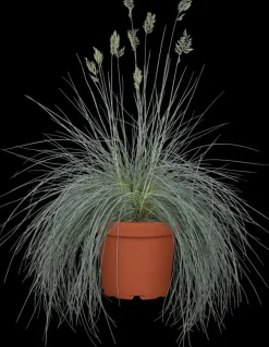 Festuca glauca 'Intense Blue' (Blauw schapen-, Of, Zwenk-gras) 40cm