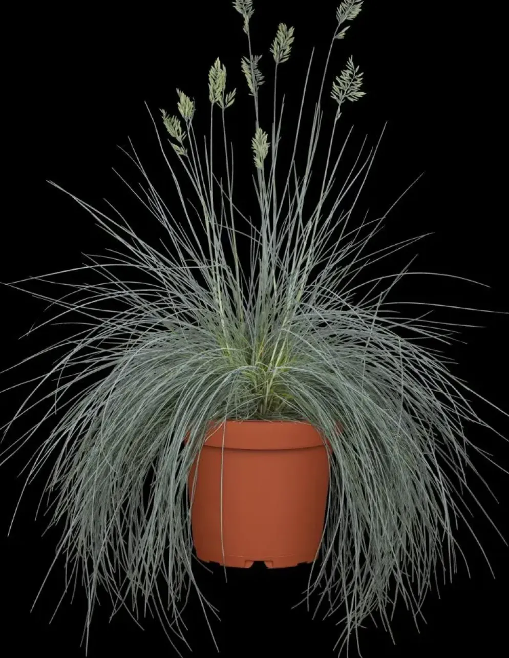 Festuca glauca 'Intense Blue' (Blauw schapen-, Of, Zwenk-gras) 40cm