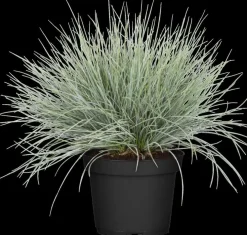Festuca glauca 'Intense Blue' (Blauw schapen-, Of, Zwenk-gras) 40cm