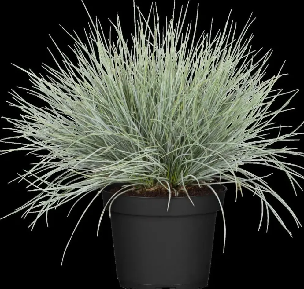 Festuca glauca 'Intense Blue' (Blauw schapen-, Of, Zwenk-gras) 40cm