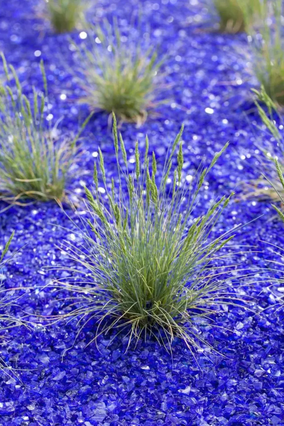 Festuca glauca 'Intense Blue' (Blauw schapen-, Of, Zwenk-gras) 40cm