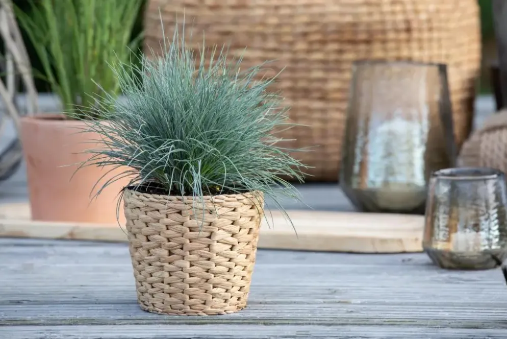 Festuca glauca 'Intense Blue' (Blauw schapen-, Of, Zwenk-gras) 40cm