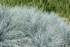 Festuca glauca 'Intense Blue' (Blauw schapen-, Of, Zwenk-gras) 40cm