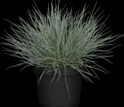 Festuca glauca 'Intense Blue' (Blauw schapen-, Of, Zwenk-gras) 40cm