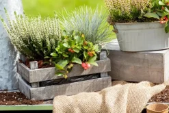 Festuca glauca 'Intense Blue' (Blauw schapen-, Of, Zwenk-gras) 40cm