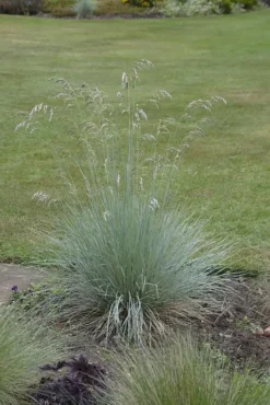Festuca glauca 'Intense Blue' (Blauw schapen-, Of, Zwenk-gras) 40cm