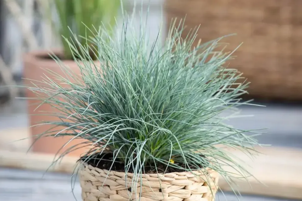 Festuca glauca 'Intense Blue' (Blauw schapen-, Of, Zwenk-gras) 40cm