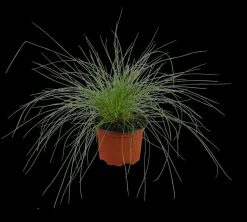 Festuca glauca 'Intense Blue' (Blauw schapen-, Of, Zwenk-gras) 40cm