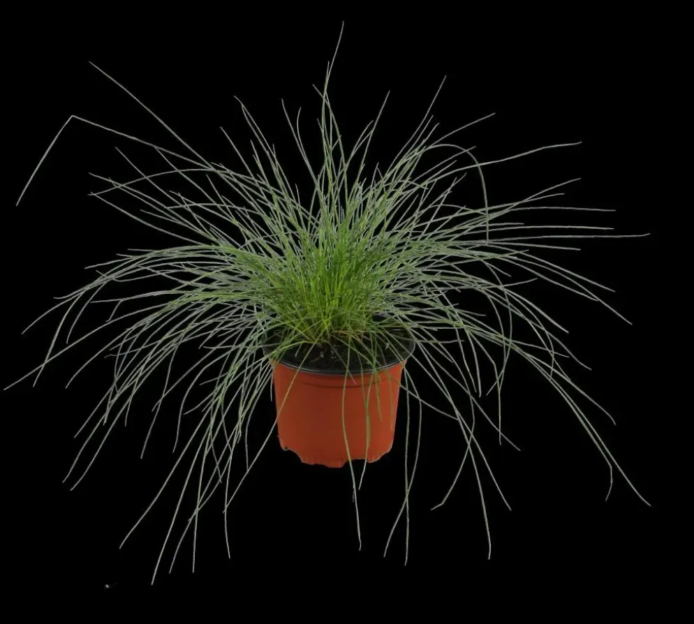 Festuca glauca 'Intense Blue' (Blauw schapen-, Of, Zwenk-gras) 40cm