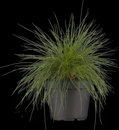 Festuca glauca 'Intense Blue' (Blauw schapen-, Of, Zwenk-gras) 40cm