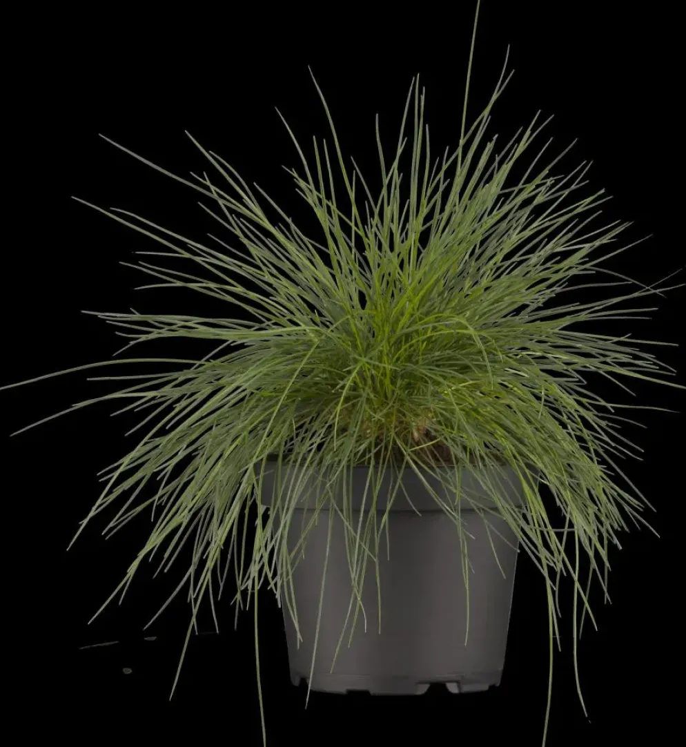 Festuca glauca 'Intense Blue' (Blauw schapen-, Of, Zwenk-gras) 40cm