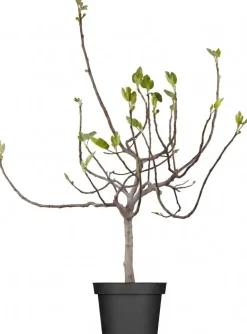 Ficus carica