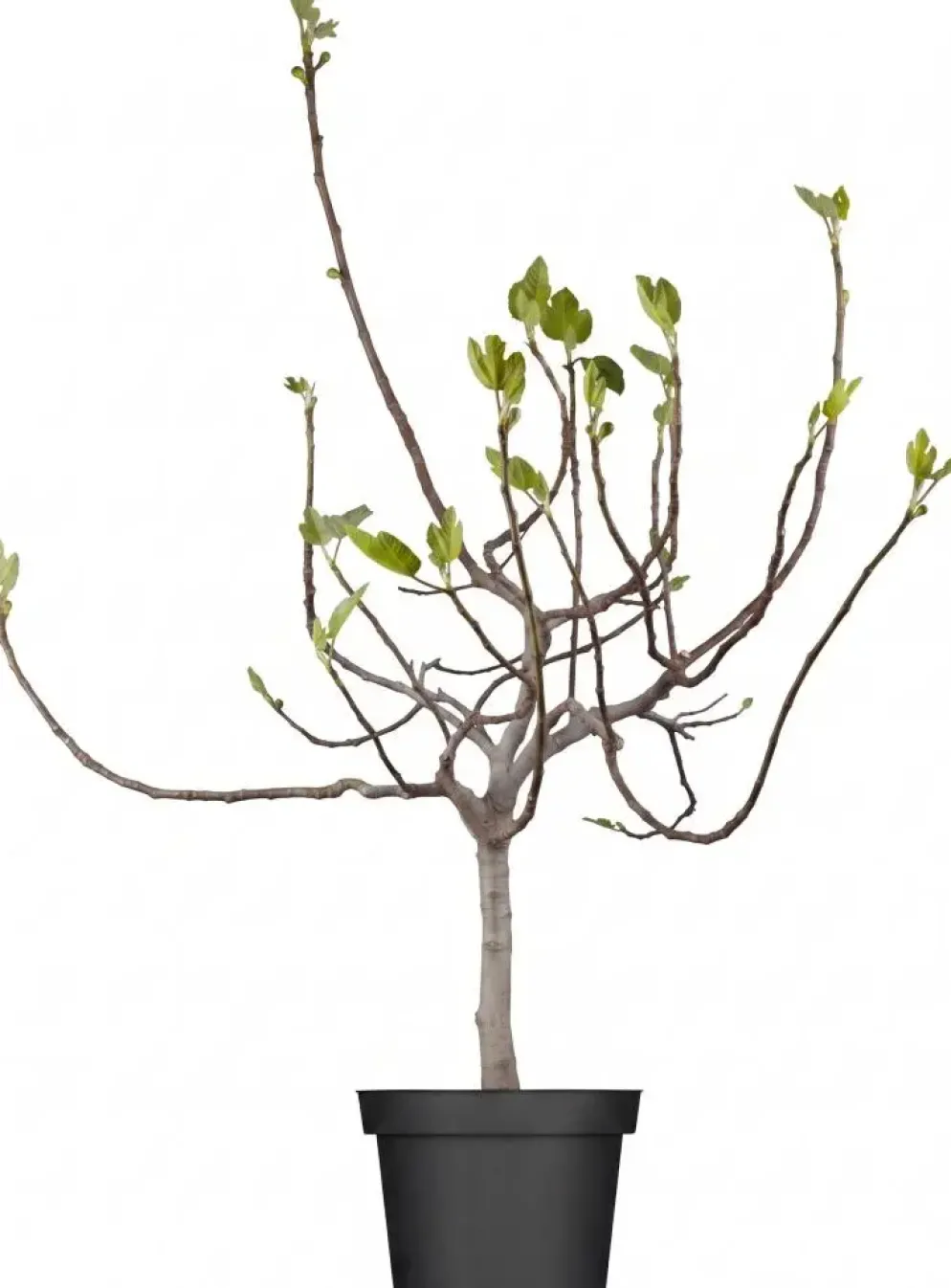 Ficus carica