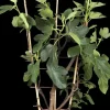 Ficus carica (Vijg) 130-140cm
