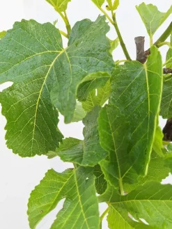 Ficus carica (Vijg) 130-140cm