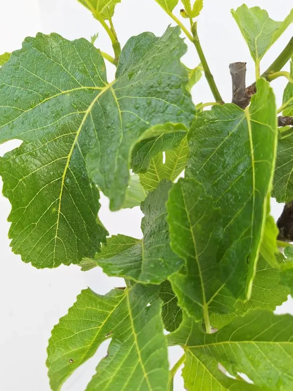 Ficus carica (Vijg) 130-140cm