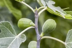 Ficus carica (Vijg) 130-140cm