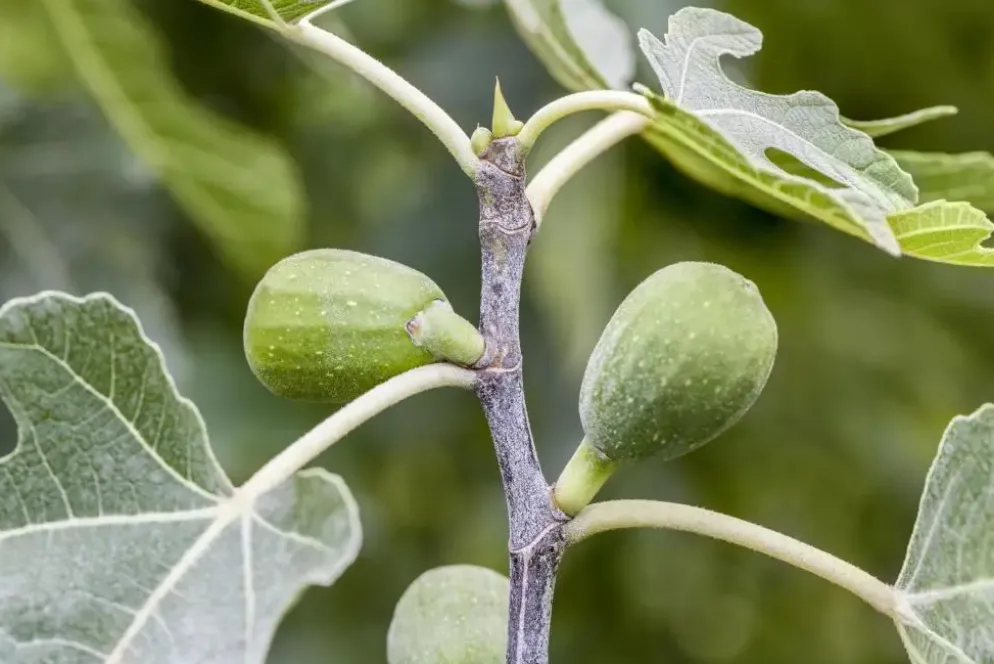 Ficus carica (Vijg) 130-140cm