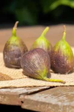 Ficus carica (Vijg) 130-140cm