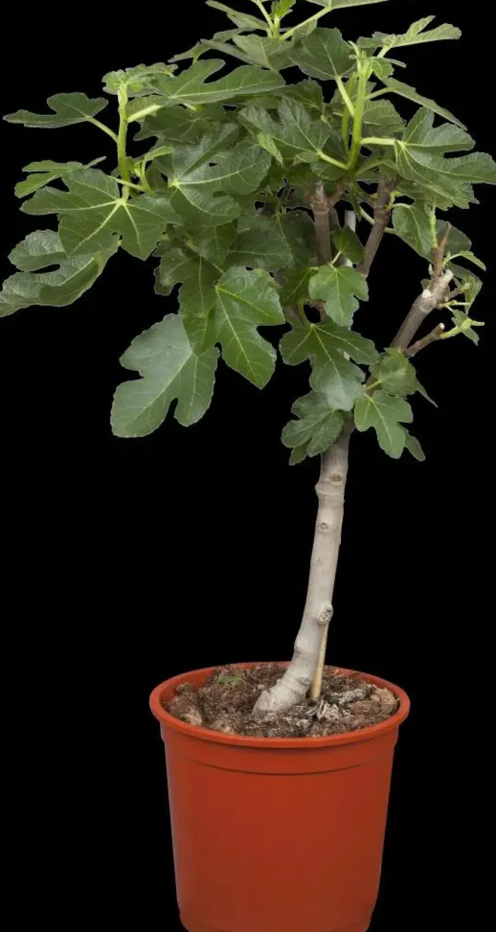 Ficus carica (Vijg) 130-140cm