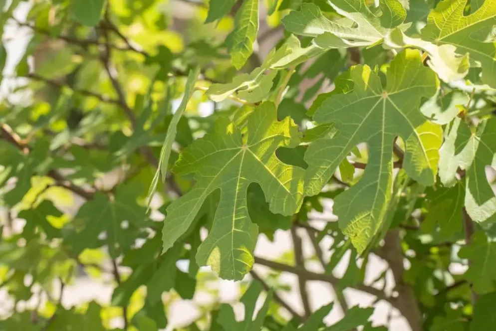 Ficus carica (Vijg) 130-140cm