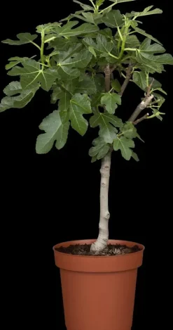 Ficus carica (Vijg) 130-140cm