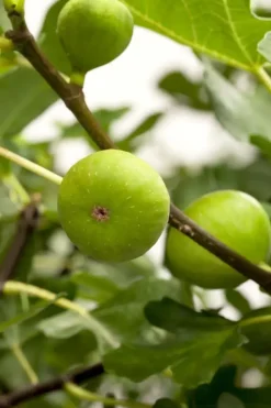 Ficus carica (Vijg) 130-140cm