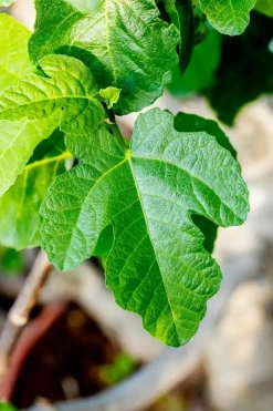 Ficus carica (Vijg) 130-140cm